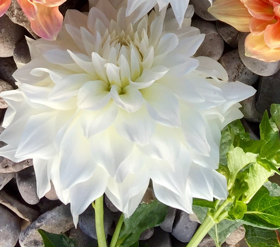 Image of Magical White Dahlia Mix