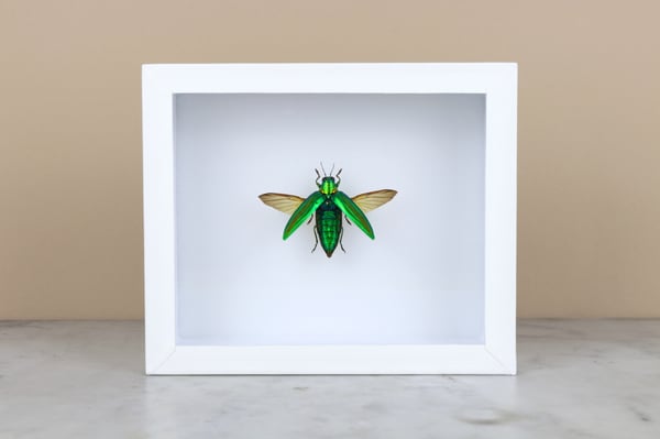 Image of CHRYSOCHROA VITTATA with open wings 