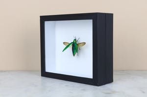 Image of CHRYSOCHROA VITTATA with open wings 