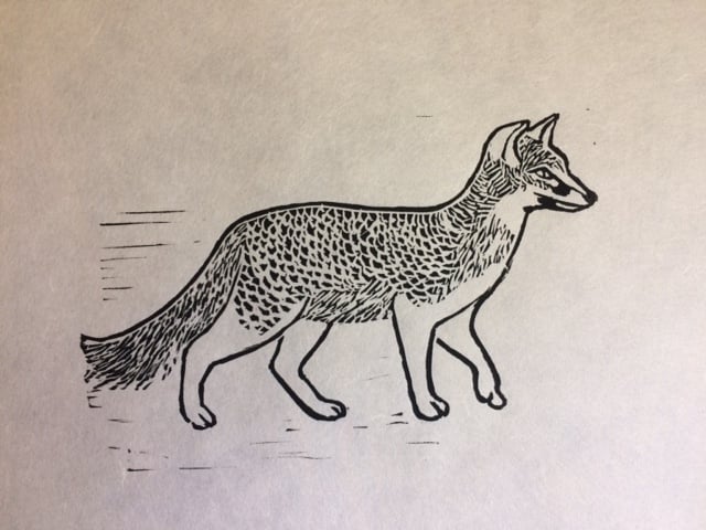 island fox drawings