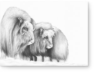 Image of 'Unclear Ground' - Musk Ox