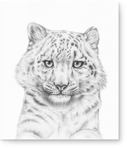 Image of 'Spot's of Hope' - Snow Leopard