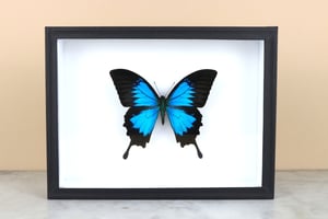 Image of BLUE MOUNTAIN SWALLOWTAIL (Papilio ulysses)