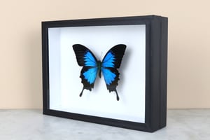 Image of BLUE MOUNTAIN SWALLOWTAIL (Papilio ulysses)