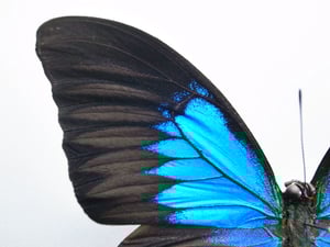 Image of BLUE MOUNTAIN SWALLOWTAIL (Papilio ulysses)