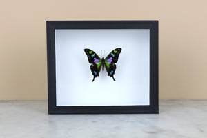 Image of PURPLE MOUNTAIN SWALLOWTAIL (Graphium Weiskei)