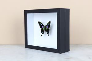 Image of PURPLE MOUNTAIN SWALLOWTAIL (Graphium Weiskei)