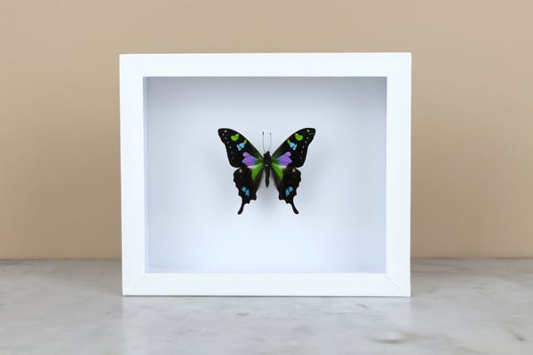 Image of PURPLE MOUNTAIN SWALLOWTAIL (Graphium Weiskei)