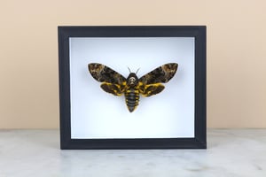 Image of DEATH HEAD MOTH (Acherontia Lachesis)