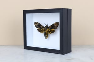 Image of DEATH HEAD MOTH (Acherontia Lachesis)