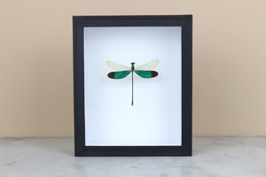 Image of DRAGONFLY (Neurobasis chinensis florida) 