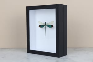 Image of DRAGONFLY (Neurobasis chinensis florida) 