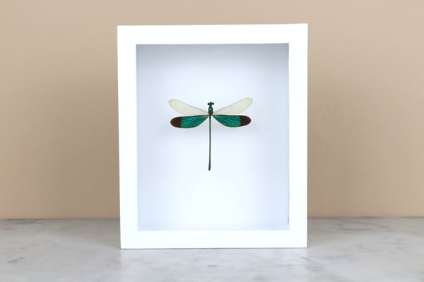 Image of DRAGONFLY (Neurobasis chinensis florida) 