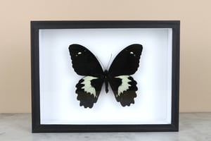 Image of PAPILIO GAMBRISIUS 