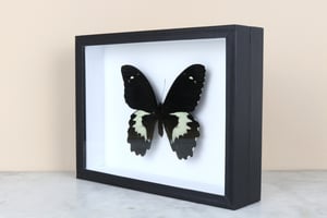 Image of PAPILIO GAMBRISIUS 