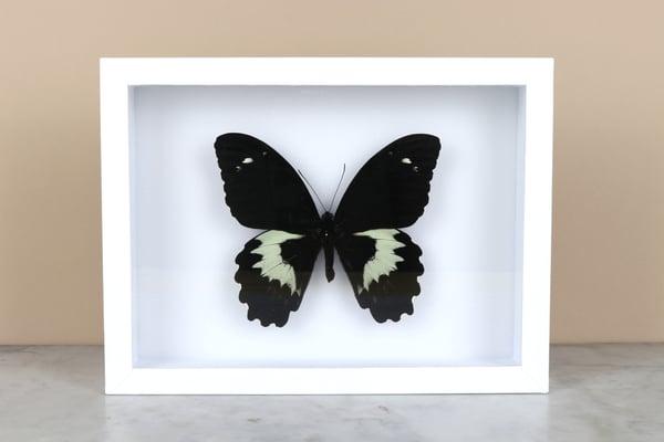 Image of PAPILIO GAMBRISIUS 