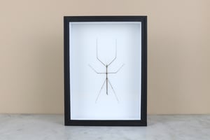 Image of STICK INSECT (Ramulus)