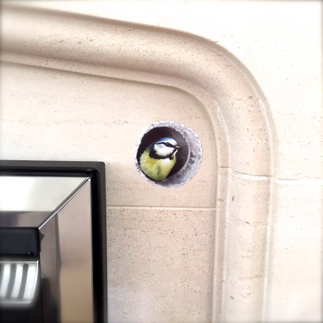 Image of Bessie Blue tit in wall ~ Removable Wall sticker