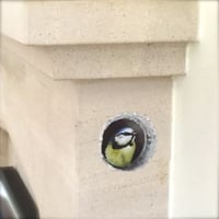 Image 2 of Bessie Blue tit in wall ~ Removable Wall sticker