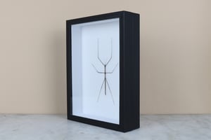 Image of STICK INSECT (Ramulus)