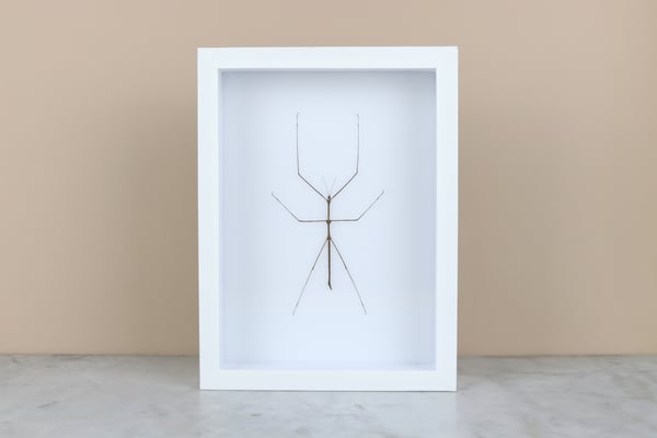 Image of STICK INSECT (Ramulus)