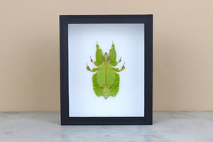 Image of GREEN LEAF INSECT (phyllium pulchrifolium)   