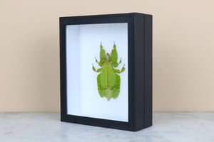Image of GREEN LEAF INSECT (phyllium pulchrifolium)   