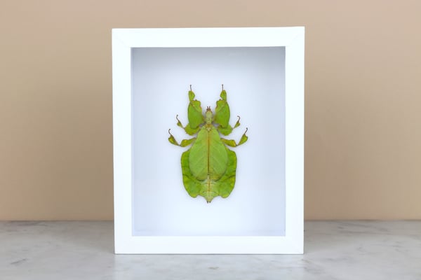 Image of GREEN LEAF INSECT (phyllium pulchrifolium)   
