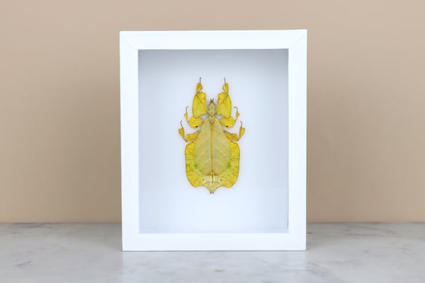 Image of YELLOW LEAF INSECT  (Phyllium Pulchrifolium)