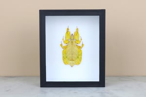 Image of YELLOW LEAF INSECT  (Phyllium Pulchrifolium)