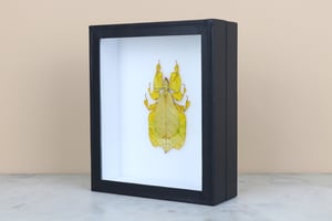 Image of YELLOW LEAF INSECT  (Phyllium Pulchrifolium)