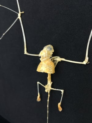 Image of REAL BAT SKELETON 