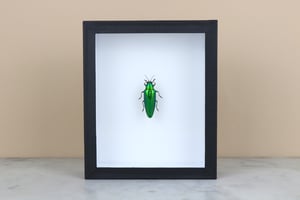 Image of CHRYSOCHROA VITTATA 