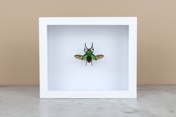 Image of LAMPRIMA ADOLPHINAE with open wings  