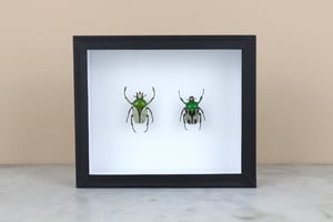 Image of RANZANIA BERTOLONII - PAIR 