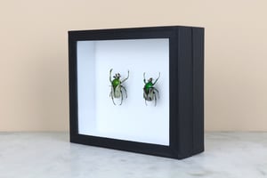 Image of RANZANIA BERTOLONII - PAIR 
