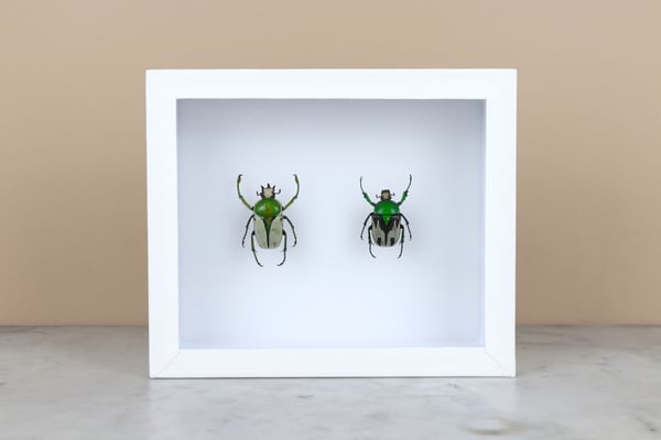 Image of RANZANIA BERTOLONII - PAIR 