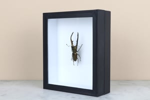 Image of CYCLOMMATUS METALLIFER AENOMICANS