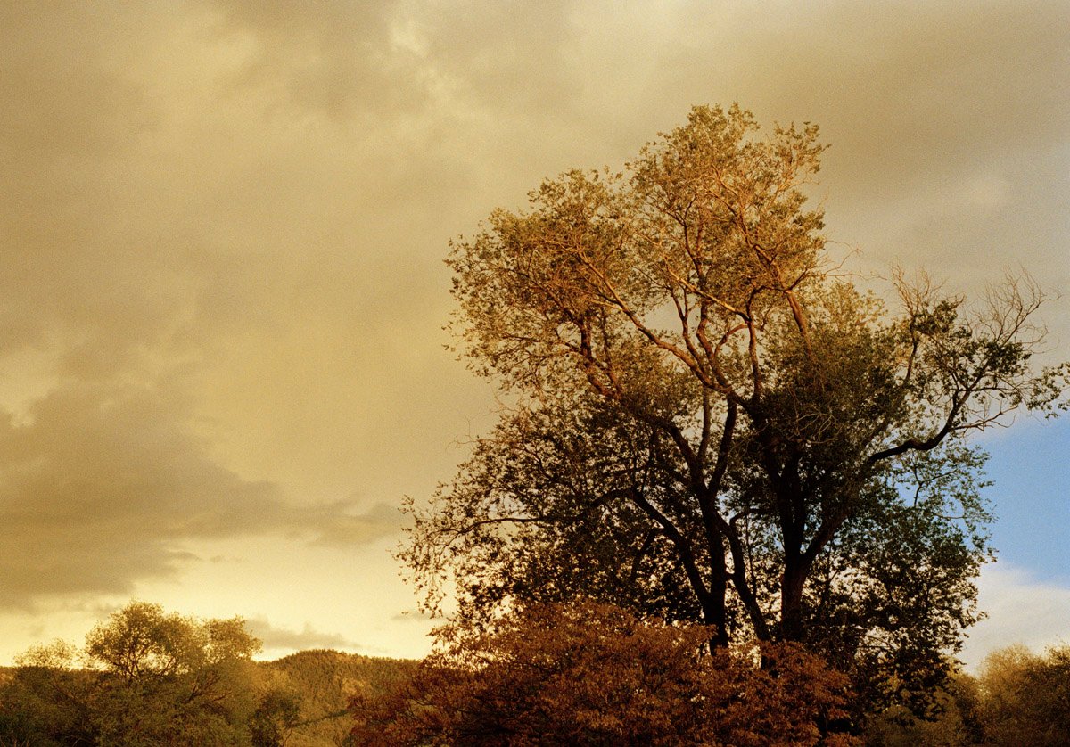 Image of Taos, Oak Tree