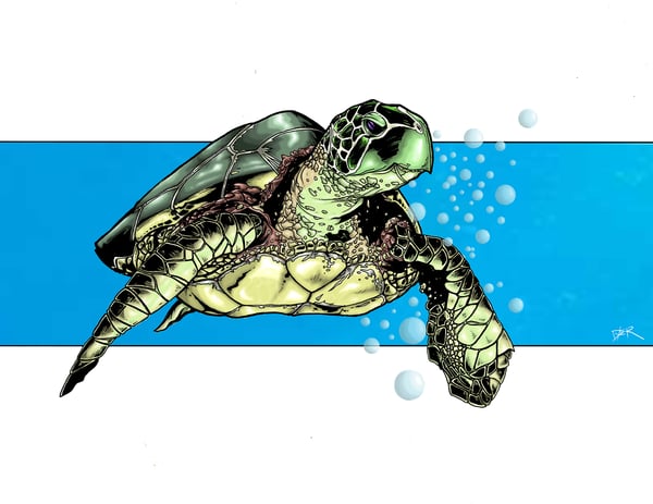 Image of Sea Turtle (Signed Print)