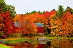Image of Autumn in New England Jam, 9oz jar