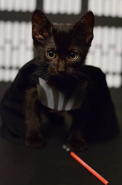 Image of Poster - Darth Kitty