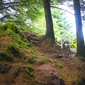 Image of Chewing on Tinfoil - Marrowbone Lane LP
