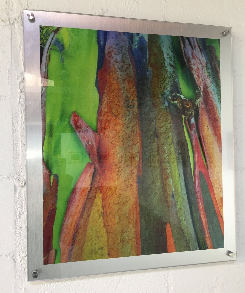 Image of Rainbow Eucalyptus 27" x 29"
