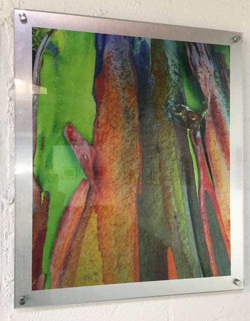 Image of Rainbow Eucalyptus 27" x 29"