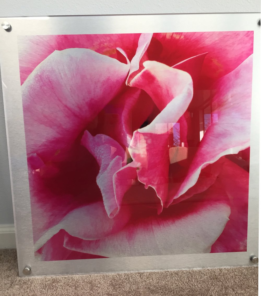 Image of Inside the Pink Rose  23" x 23"