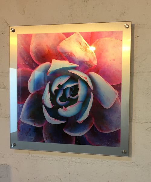 Image of Pink and Blue Succulent   23" x 23"