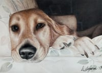 Image 4 of Pet Portraits