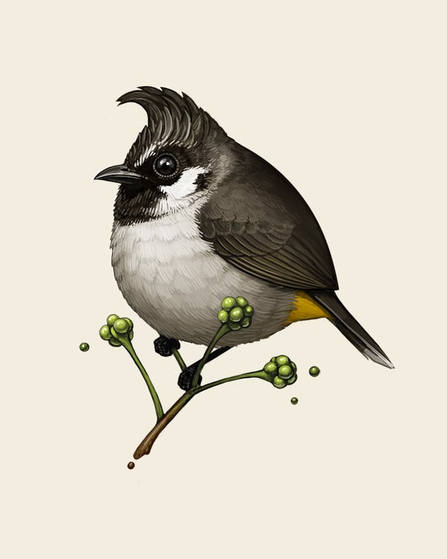 Image of Himalayan Bulbul