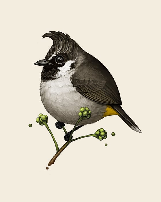 Image of Himalayan Bulbul